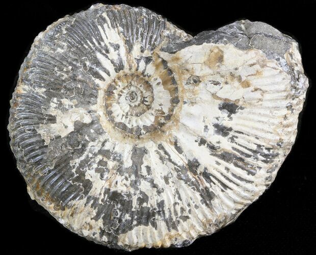 Wide Kosmoceras Ammonite - England #42645